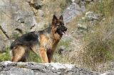 BERGER ALLEMAND 133